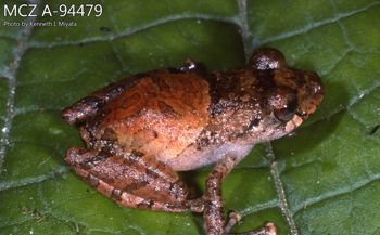 Media type: image;   Herpetology A-94479 Description: Photo of animal in life, taken in the field by Dr. Kenneth Ichiro Miyata. A slide of the photo was scanned in 2012 by Melissa Wooley.;  Aspect: lateral
